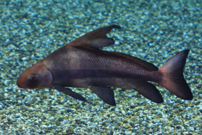 empereur de Chine Catostomidae