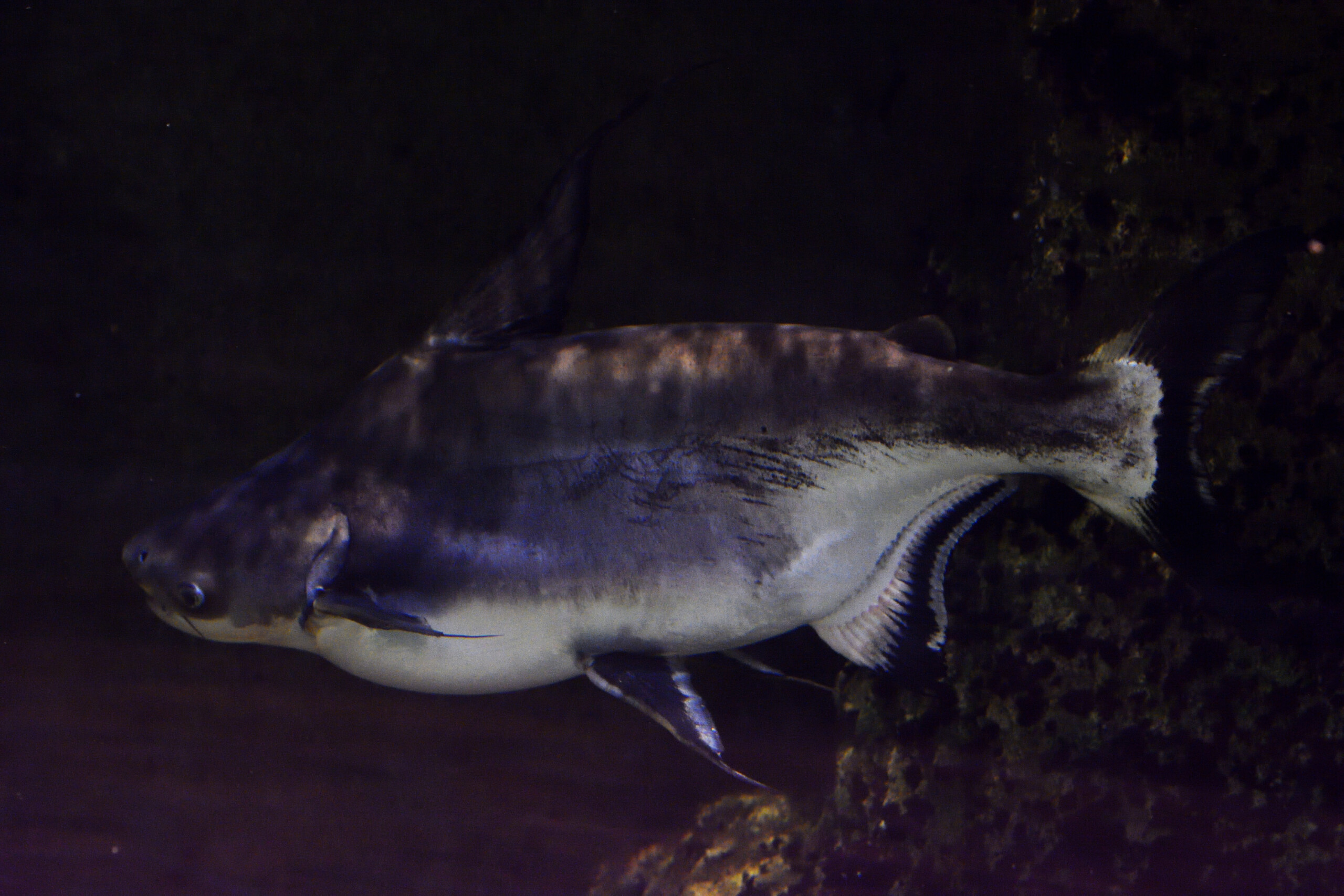 Pangasius sanitwongsei