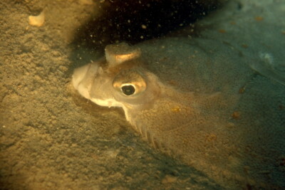 Espèce : european plaice