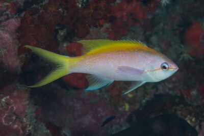 Mirolabrichthys evansi Anthiadidae