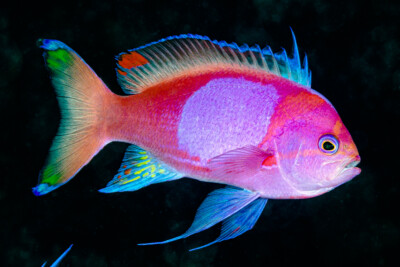 Pseudanthias pleurotaenia Anthiadidae
