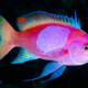 picture of Pseudanthias pleurotaenia