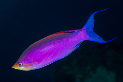 Mirolabrichthys tuka Anthiadidae