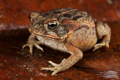 Rhinella marina Bufonidae