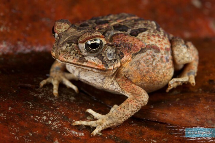 Rhinella marina