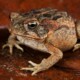 picture of Rhinella marina