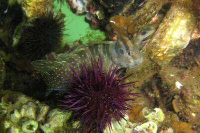 blennie paon Blenniidae