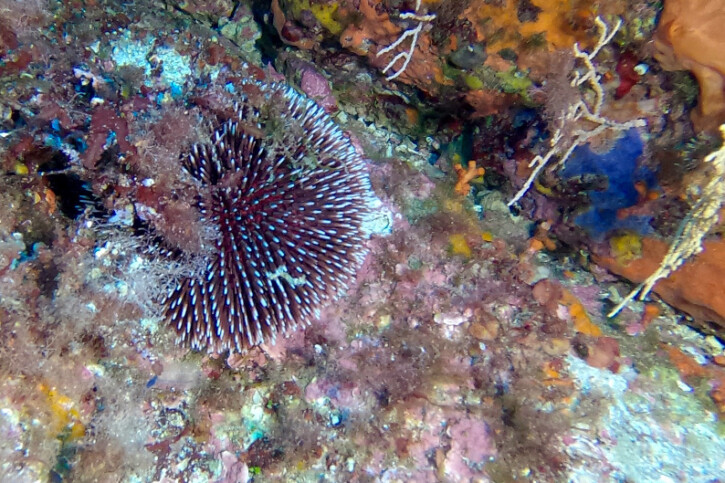 Sphaerechinus granularis