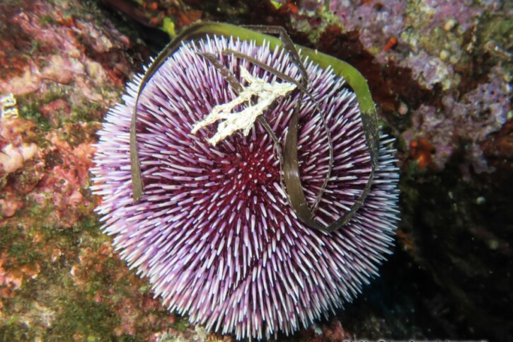 Sphaerechinus granularis