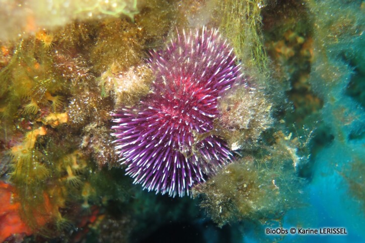 Sphaerechinus granularis