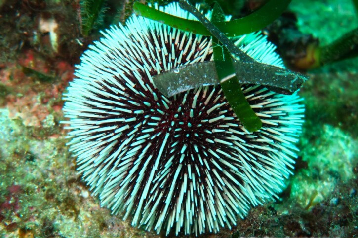 Sphaerechinus granularis