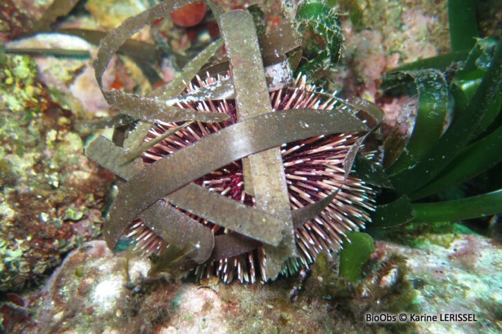 Sphaerechinus granularis