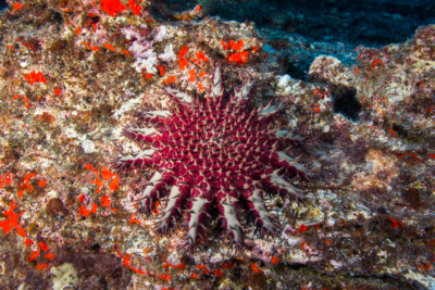 Acanthaster planci Acanthasteridae
