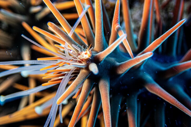 Acanthaster planci