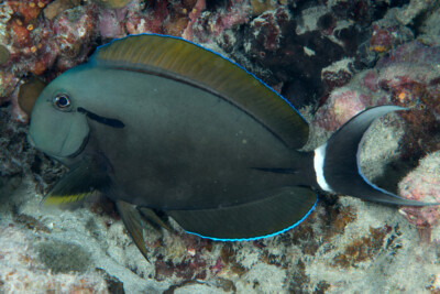 Acanthurus nigricauda Acanthuridae