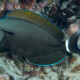 picture of Acanthurus nigricauda