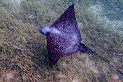 Aetobatus narinari Myliobatidae