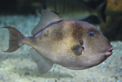 Balistes capriscus Balistidae
