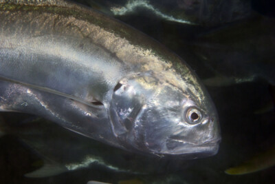 carango cavallo Carangidae