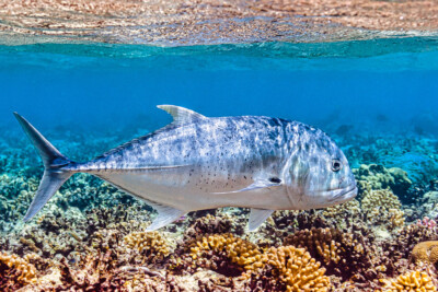 Caranx ignobilis Carangidae