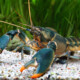 picture of Cherax snowden