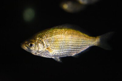 Cymatogaster aggregata Embiotocidae