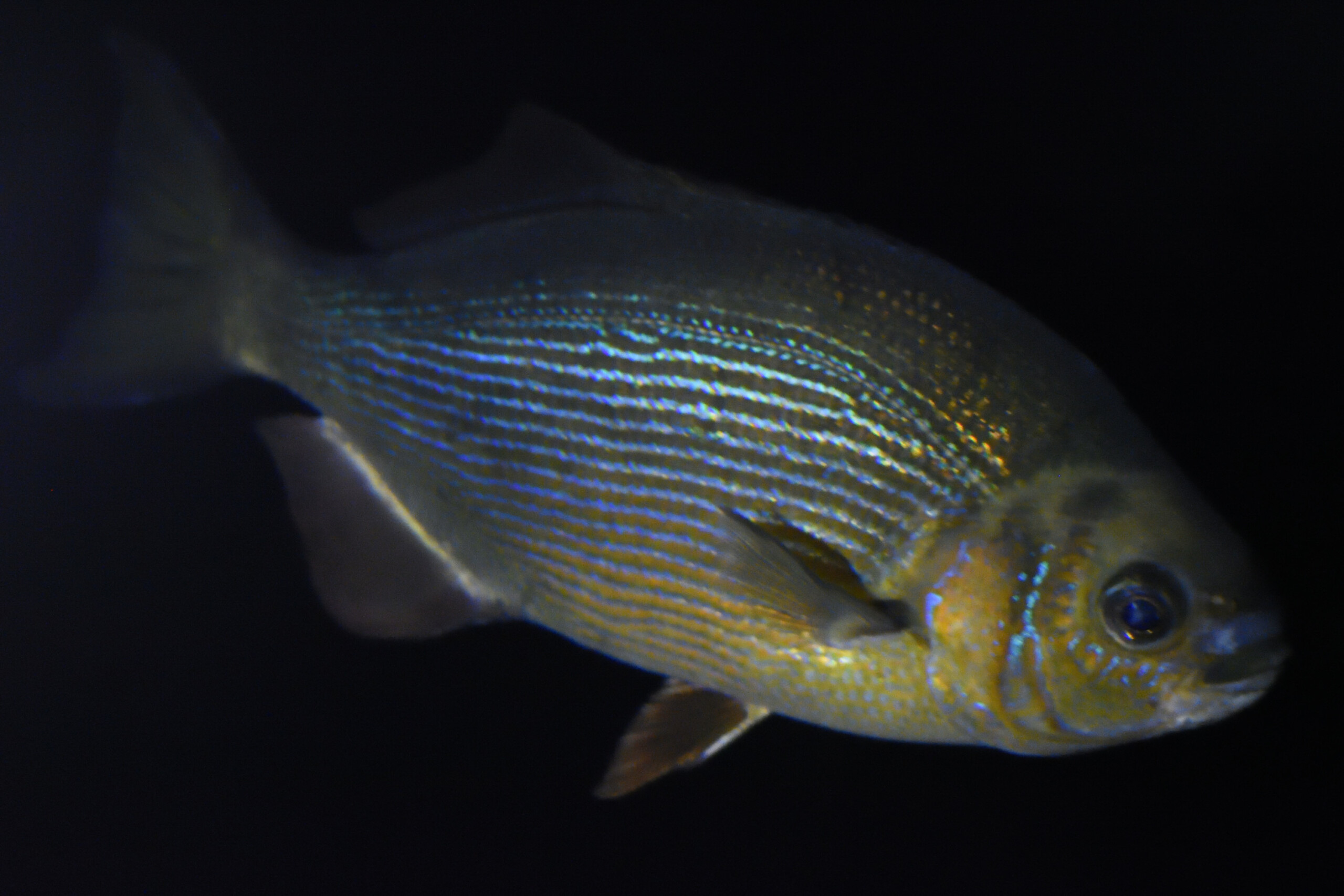 Embiotoca lateralis
