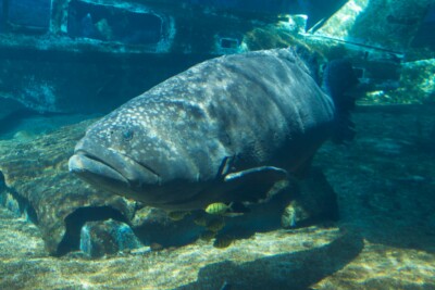 Epinephelus lanceolatus Epinephelidae