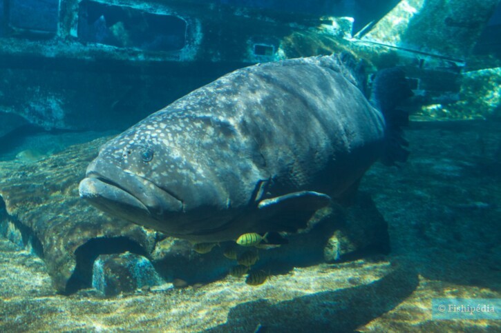 Epinephelus lanceolatus