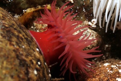 Actinia equina Actiniidae