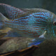 picture of Geophagus sveni