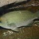 picture of Girella nigricans