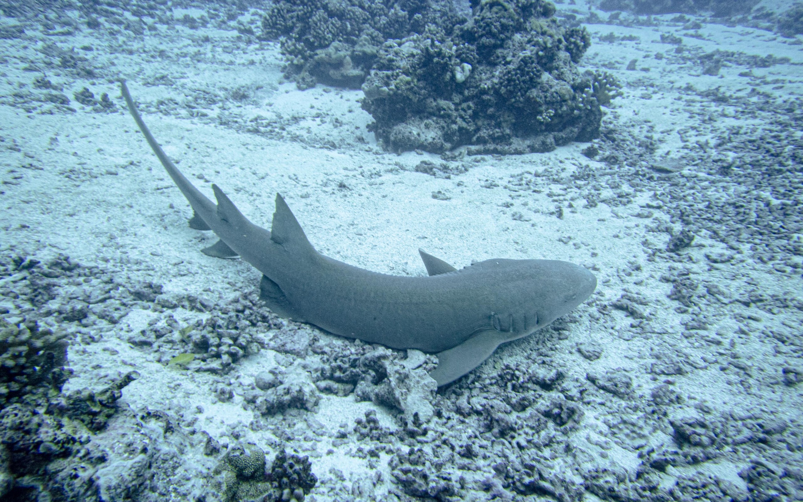 Nebrius ferrugineus