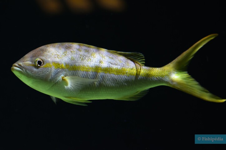Ocyurus chrysurus