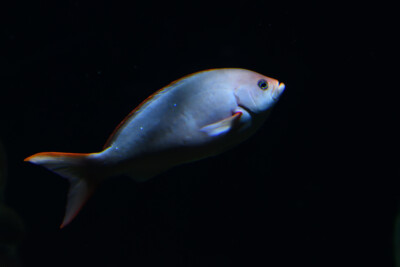 Cephalopholis colonus Epinephelidae