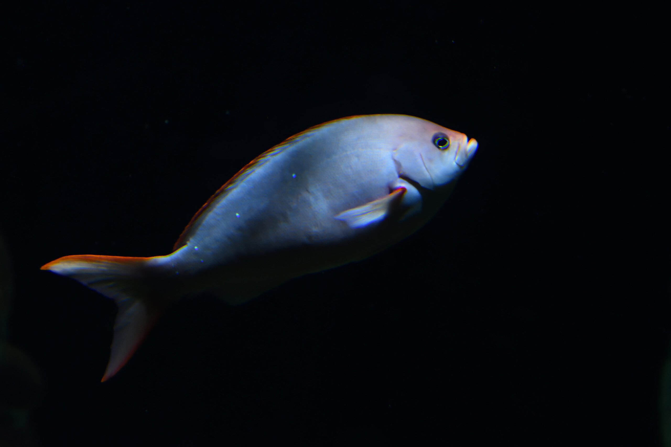 Cephalopholis colonus