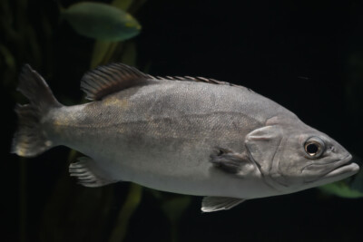 cernia di fondale Polyprionidae