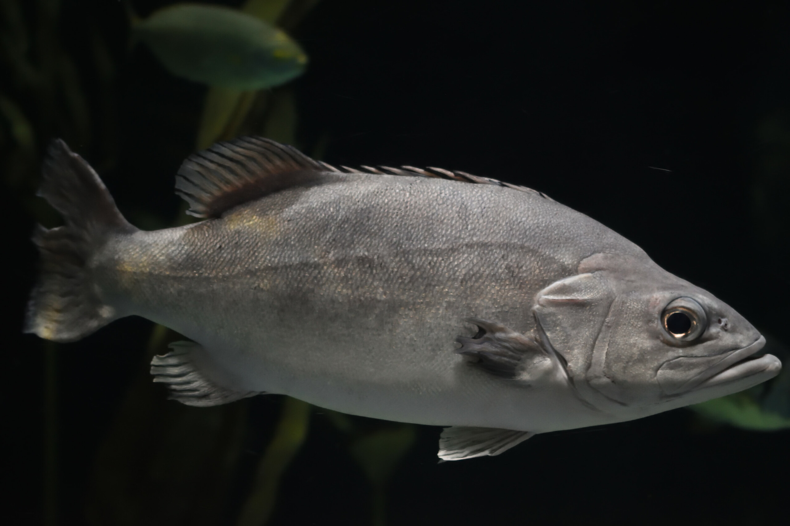 Polyprion americanus