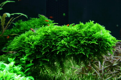 Vesicularia montagnei Hypnaceae