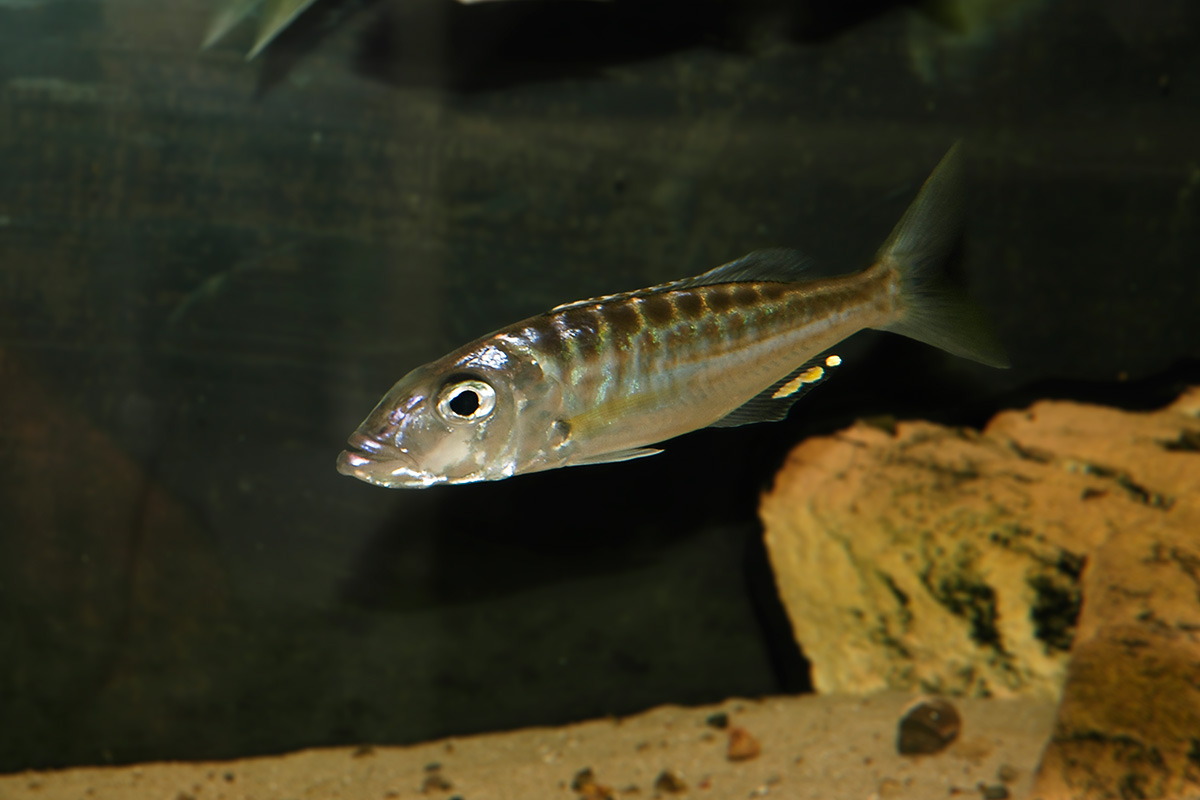 Bathybates ferox