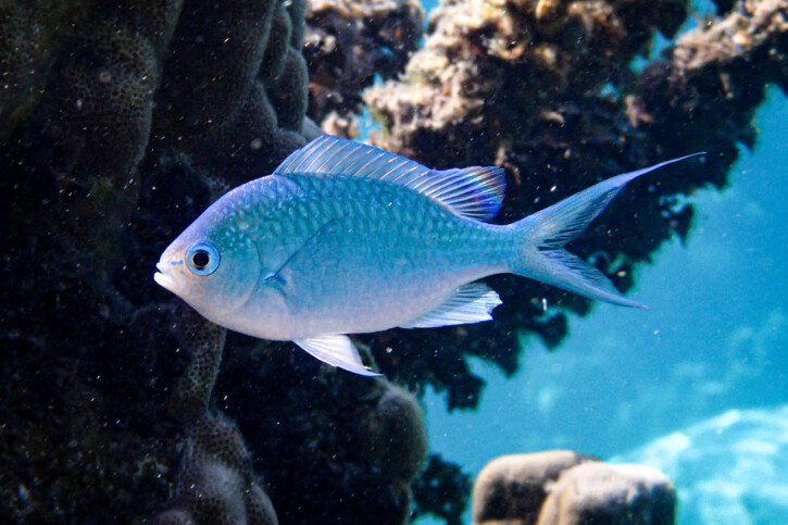 Chromis viridis