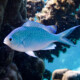 picture of Chromis viridis