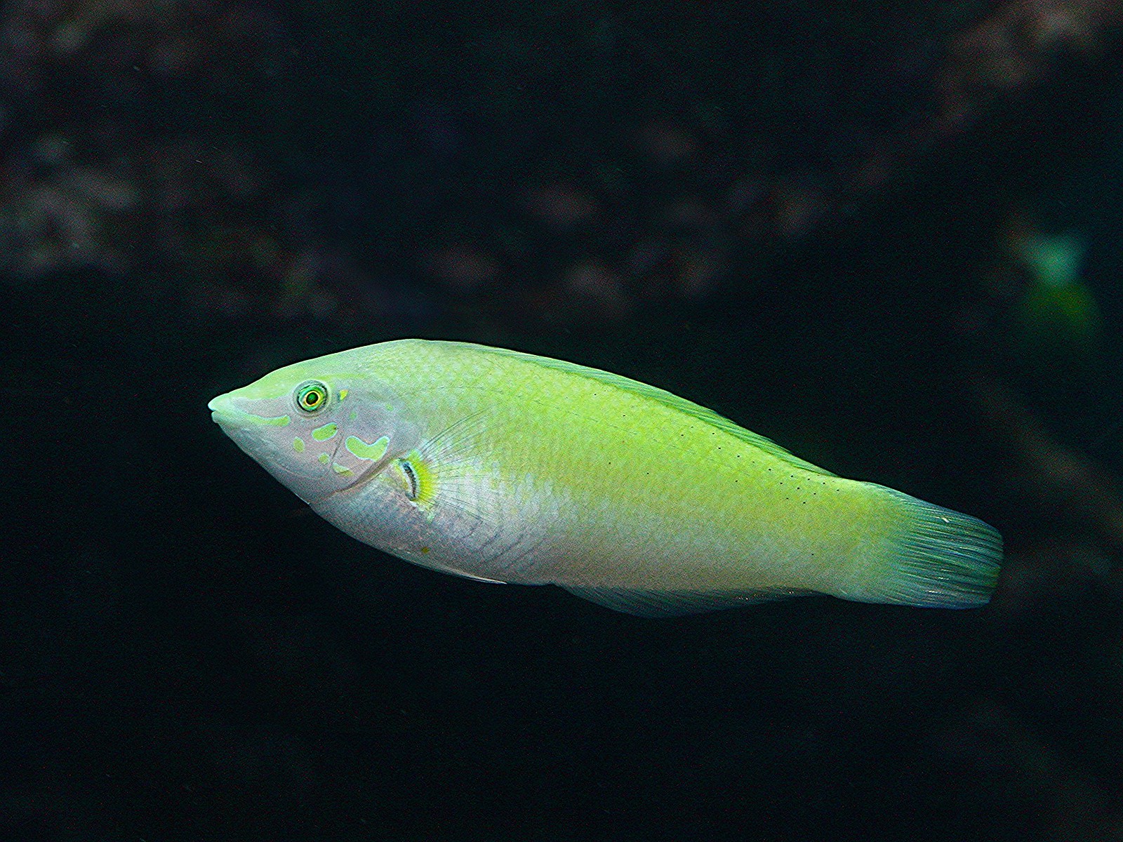 Halichoeres chloropterus