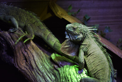 Iguana iguana Iguanidae