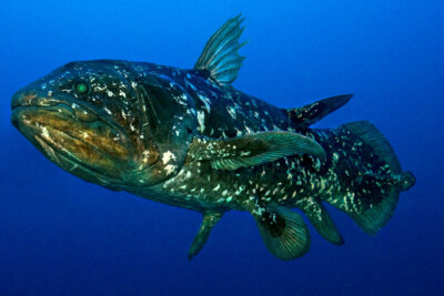 Latimeria chalumnae Latimeriidae