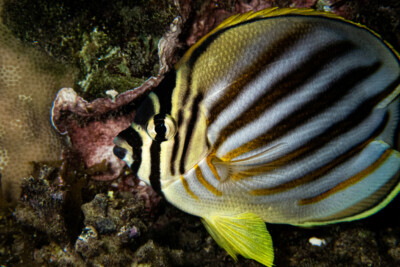Chaetodon ornatissimus Chaetodontidae