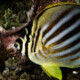 picture of Chaetodon ornatissimus