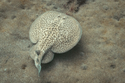 Torpedo marmorata Torpedinidae