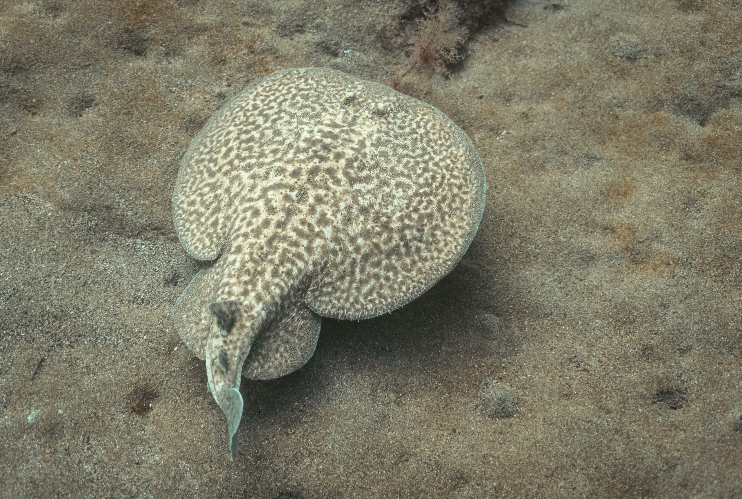 Torpedo marmorata