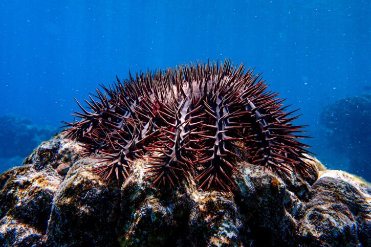 Acanthaster planci